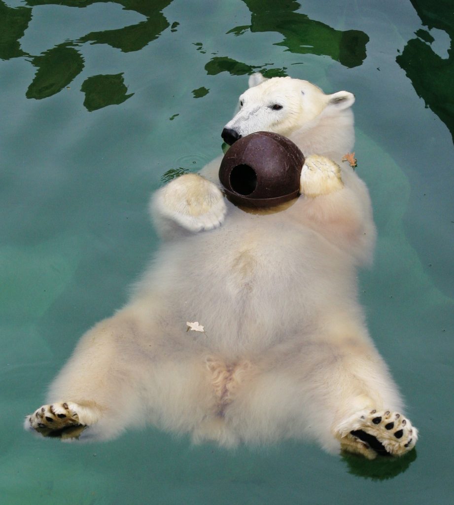 Polar_Bear_floating